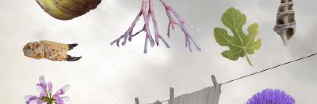 Cona udobja: Prikazi naklonjenosti