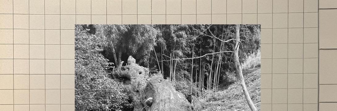 Vrt, nekoliko puščaven