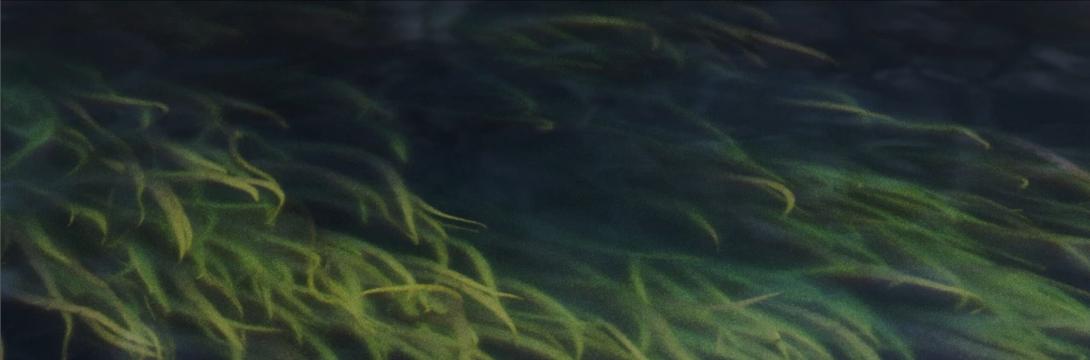 Vsiljivci, nepovabljeni v kaos