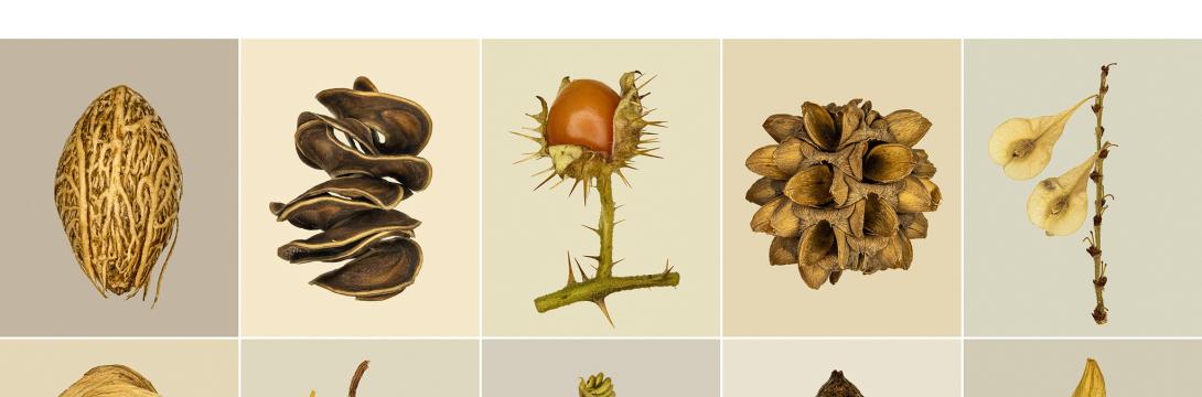 Tilyen Mucik: Semena