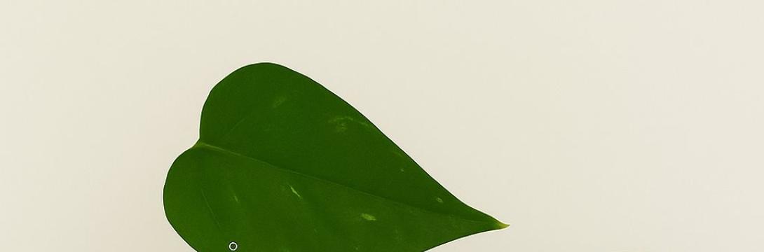  Monika Pocrnjić: Epipremnum Aureum Machina Transcendens