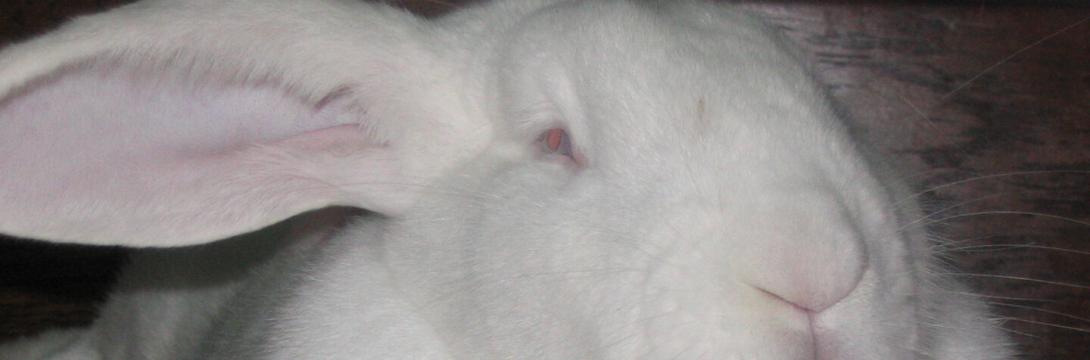 Isidora Todorić: Kako dvema zajcema razlagati mrtve podobe?