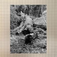 Vrt, nekoliko puščaven