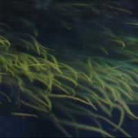 Vsiljivci, nepovabljeni v kaos