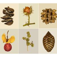 Tilyen Mucik: Semena