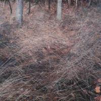 Joni: Bosonogi poklon