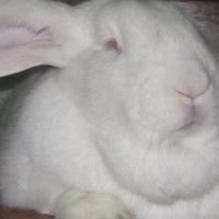 Isidora Todorić: Kako dvema zajcema razlagati mrtve podobe?