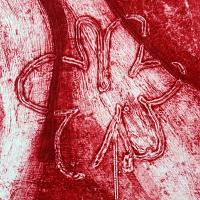  Sonje Vulpes: Plasti